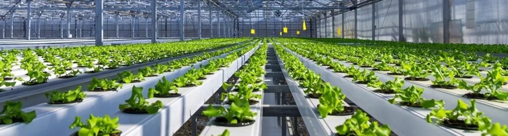 hidroponik-hydroponic-systems-hidrofonik-1