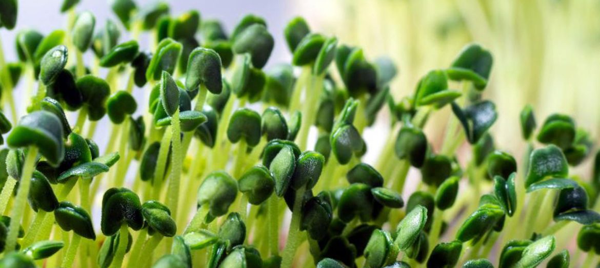 microgreens plant growing cabinets-1 microgreens plant growing cabinets-1