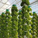 global-urban-farming-systems-hidroponik-hydroponic-cultivation-hydroponics-smart-greenhouse-systems-urban-agriculture-urban-agriculture-projects-urban-farming-vertical-farming-vertical farming solutions-001