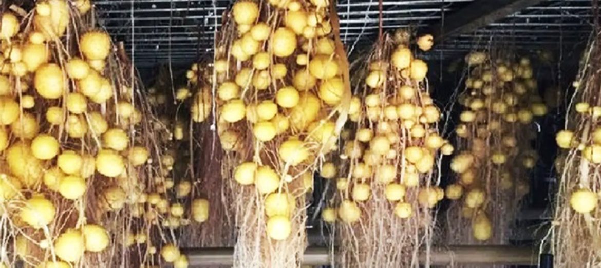 aeroponic-aerofonik-urban-farming-urban-agriculture-1 aeroponic-aerofonik-urban-farming-urban-agriculture-1
