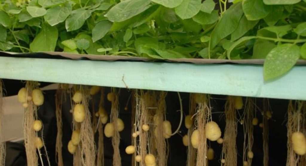 aeroponic-aerofonik-urban-farming-urban-agriculture-2