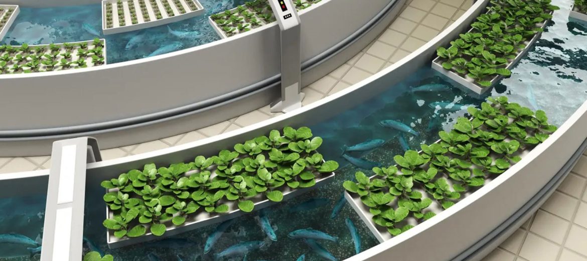 aquaponik-aquaponic-aquafonik-systems-1