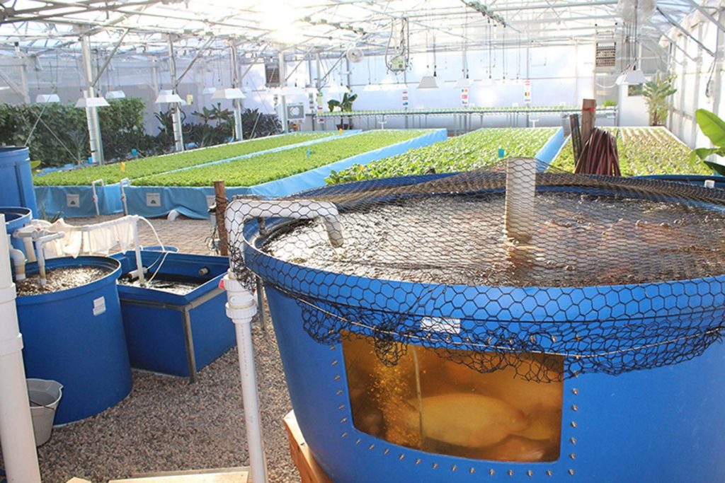 aquaponik-aquaponic-aquafonik-systems-2