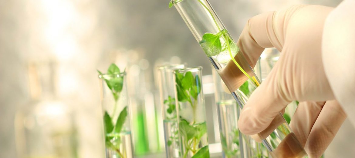 bitki-doku-kulturu-plant-tissue-culture-111