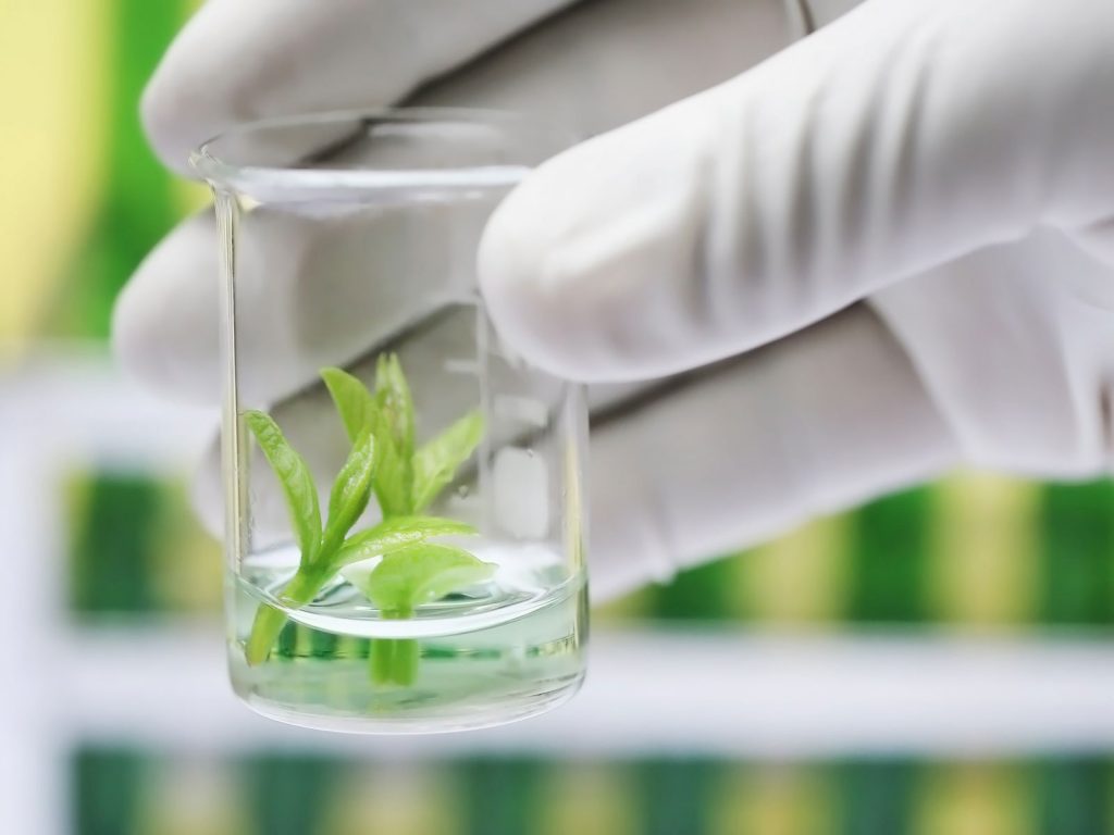 bitki-doku-kulturu-plant-tissue-culture-222