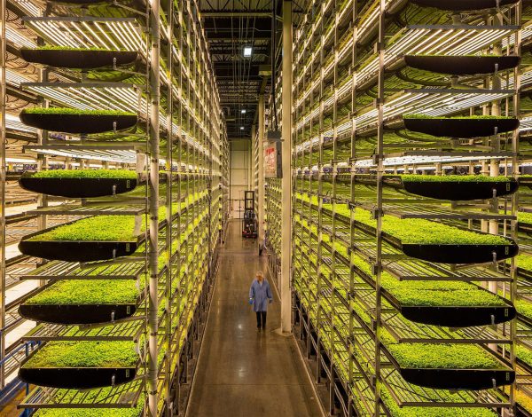 dikey-tarim-katli-tarim-vertical-farming-1