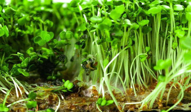 urban-agriculture-urban-agriculture-projects-smart-greenhouse-systems-vertical-farming-hydroponics-urban farming-Global-Urban-Farming-Systems-005