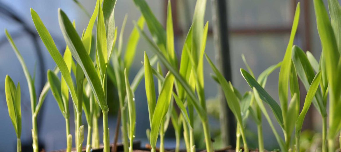 urban-agriculture-urban-agriculture-projects-smart-greenhouse-systems-vertical-farming-hydroponics-urban farming-Global-Urban-Farming-Systems-007