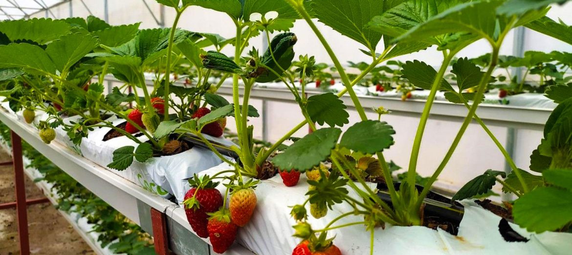 urban-agriculture-urban-agriculture-projects-smart-greenhouse-systems-vertical-farming-hydroponics-urban farming-Global-Urban-Farming-Systems-009