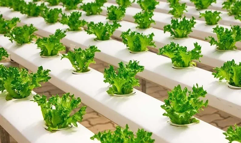 urban-agriculture-urban-agriculture-projects-smart-greenhouse-systems-vertical-farming-hydroponics-urban farming-Global-Urban-Farming-Systems-04