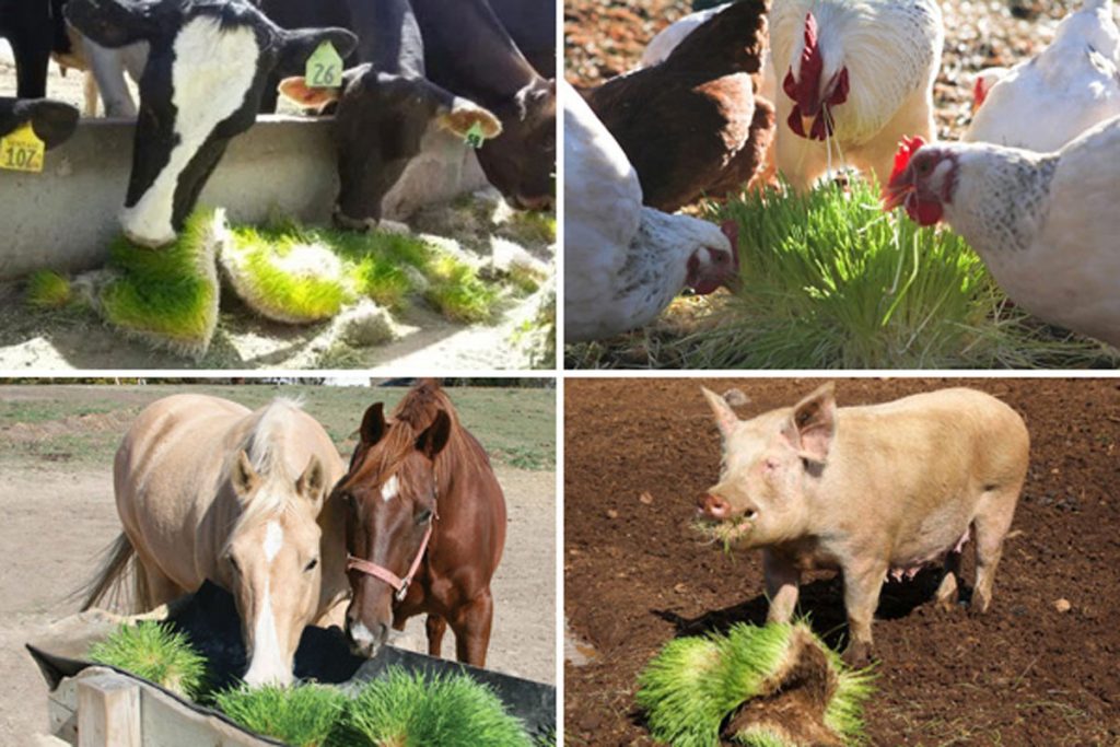 urban-farming-urban-agriculture-fresh-feed-and-fresh-forage-1